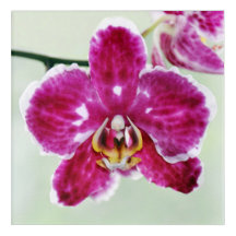 Pink Orchid