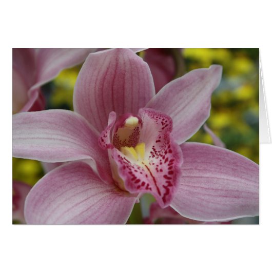 Pink orchid cards (Front Horizontal)