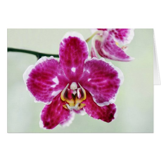 Pink Orchid Cards (Front Horizontal)