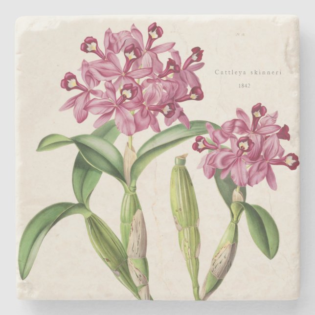 Pink Orchid Central American Cattleya skinneri on Stone Coaster (Front)