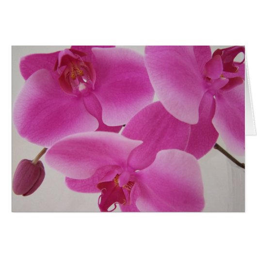 Pink Orchid Cluster Cards (Front Horizontal)