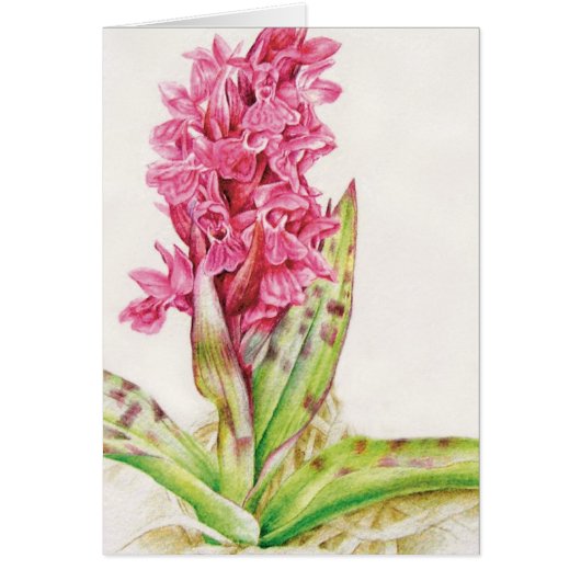 Pink orchid floral fine art painted everyday card (Front)