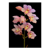 Pink orchid flower (Front)