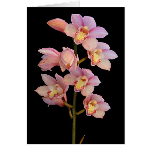 Pink orchid flower cards (Front)