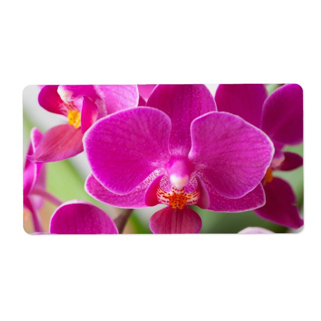 Pink Orchid Flower - Floral Orchids Template Label (Front)