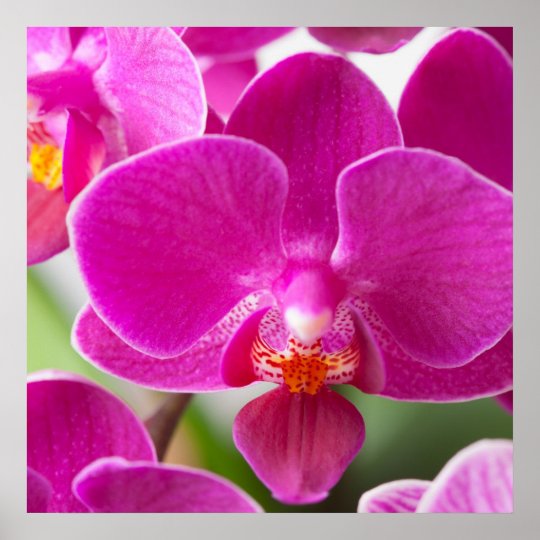 Pink Orchid Flower - Floral Orchids Template Poster | Zazzle.com