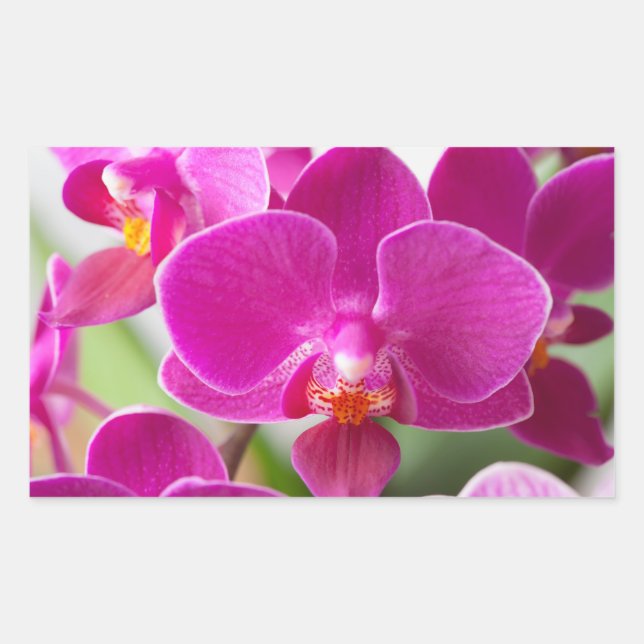 Pink Orchid Flower - Floral Orchids Template Rectangular Sticker (Front)
