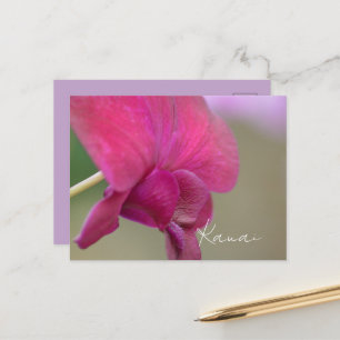 Pink Orchid Flower Kauai Postcard
