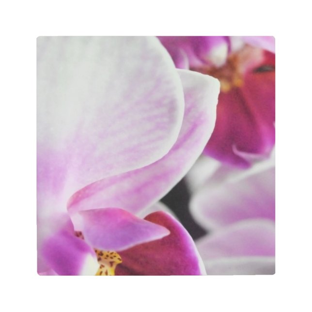 Pink Orchid Flowers Metal Print (Front)