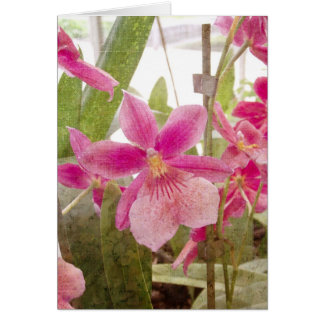 Pink Orchid Greeting Card