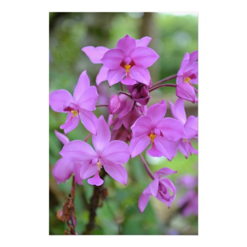 Pink orchid of Costa Rica Photo Print