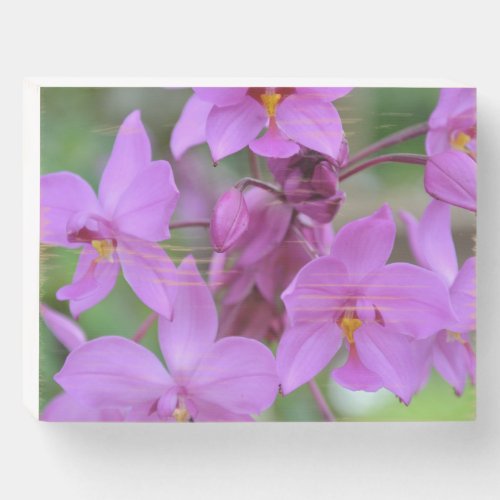 Pink orchid of Costa Rica Wooden Box Sign