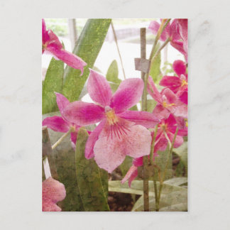 Pink Orchid Postcard