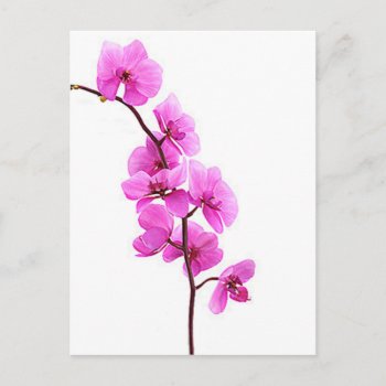 "pink Orchid" Postcard by yackerscreations at Zazzle