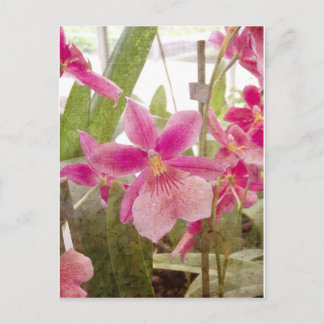 Pink Orchid Postcard