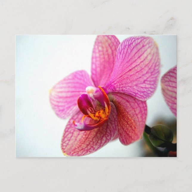 Pink Orchid Postcard (Front)