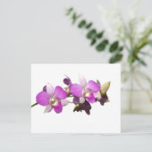 Pink orchids (Standing Front)