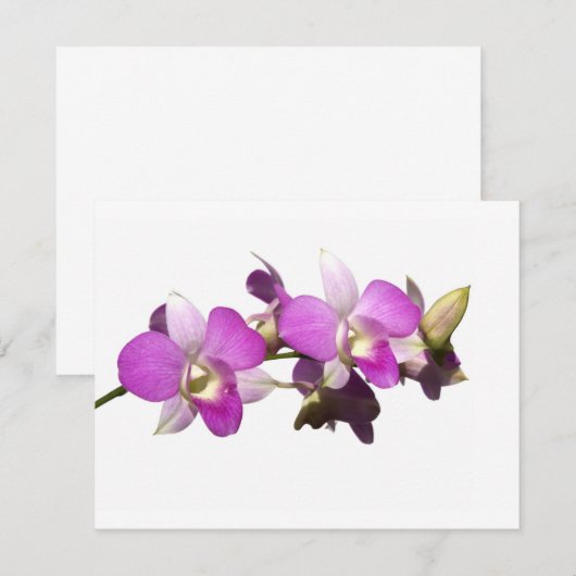 Pink orchids (Front/Back)