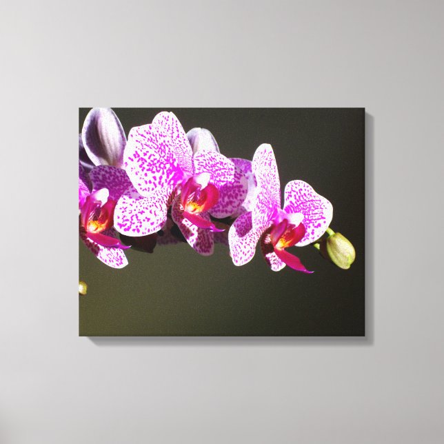 Pink Orchids Canvas Print (Front)