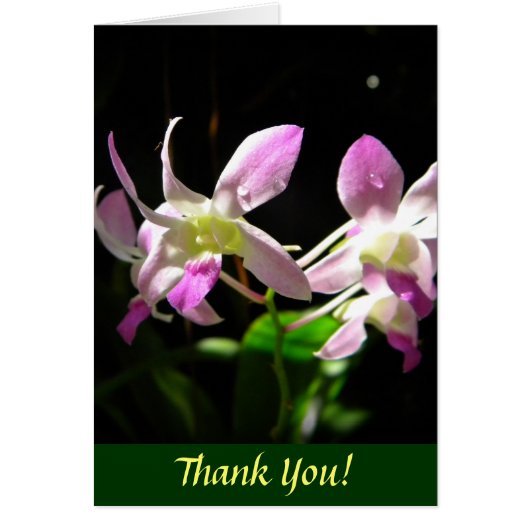 Pink Orchids Cards (Front)