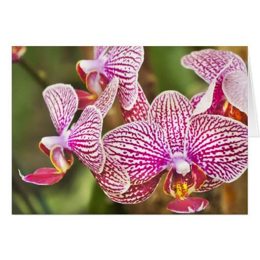 Pink Orchids Cards (Front Horizontal)