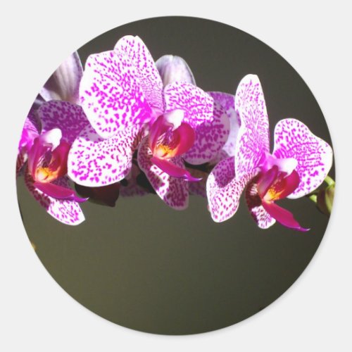 Pink Orchids Classic Round Sticker