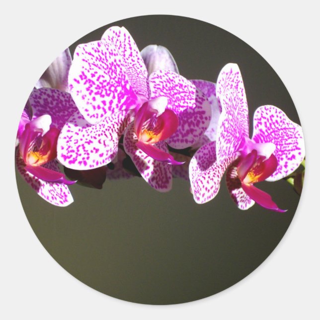 Pink Orchids Classic Round Sticker (Front)