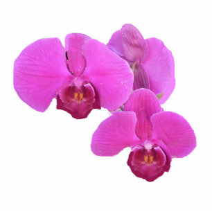 Pink Orchids Cutout