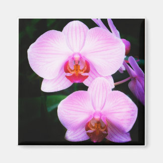 Pink Orchids from Paradise Magnet