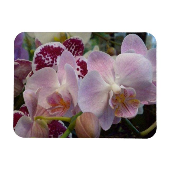 Pink Orchids Magnet (Horizontal)
