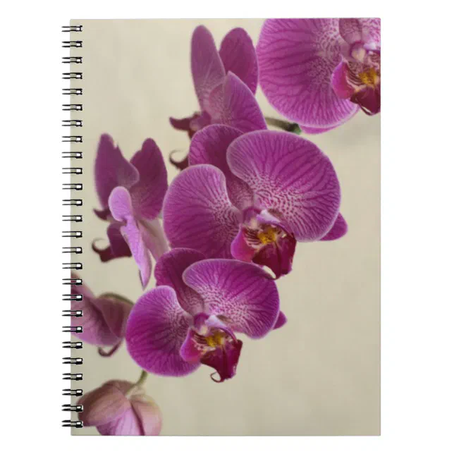 Pink Orchids Notebook | Zazzle
