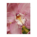 Pink Orchids Postcard