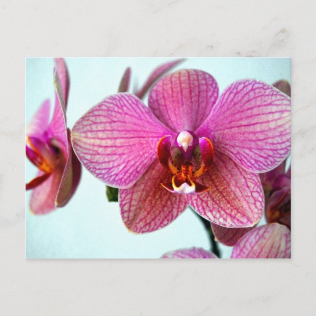 Pink Orchids Postcard (Front)
