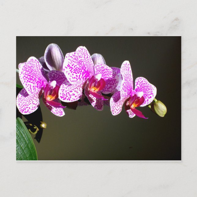 Pink Orchids Postcard (Front)