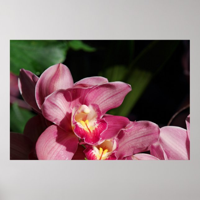 Pink Orchids Poster (Front)