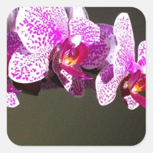Pink Orchids Square Sticker