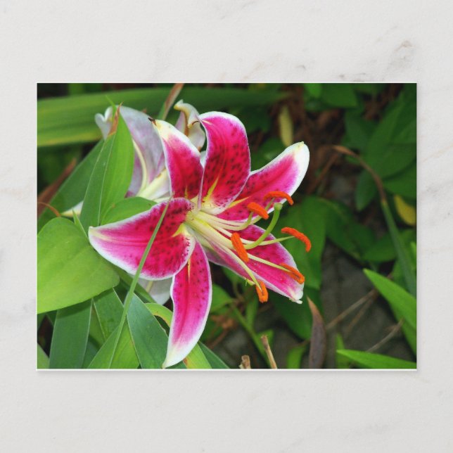 Pink Oriental Stargazer Lily Postcard (Front)