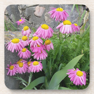 Pink Painted daisy Flowers Nature photography Beverage Coaster