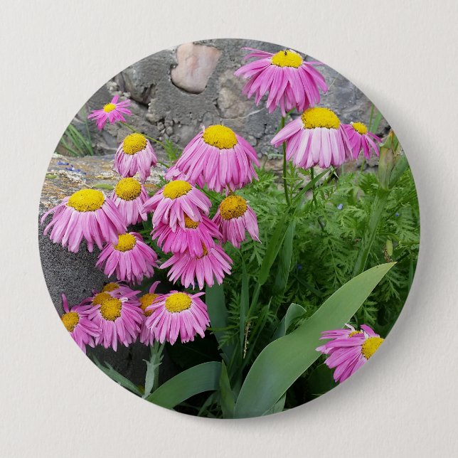 Pink Painted daisy Flowers Nature photography  Button (Front)