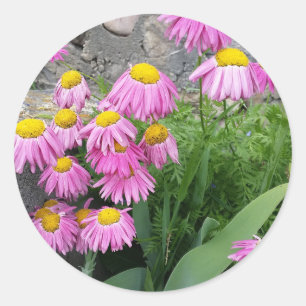 Pink Painted daisy Flowers Nature photography Classic Round Sticker