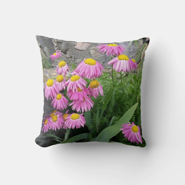 Pink Painted daisy Flowers Nature photography  Throw Pillow (Front)