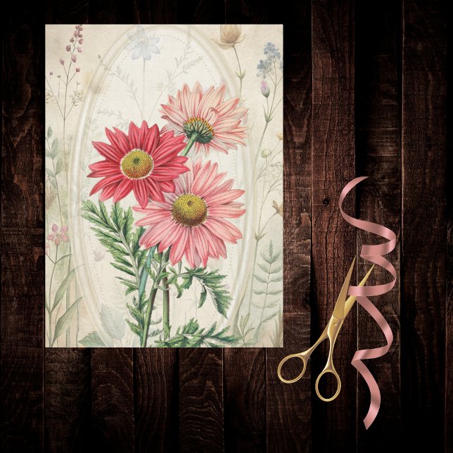 Pink Painted Daisy Pyrethrum Botanical Floral  Tissue Paper (Creator Uploaded)