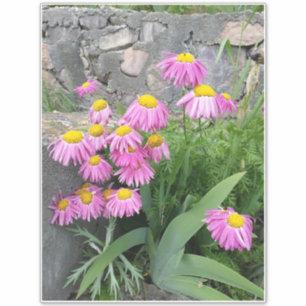 Pink Painted daisy wild Flowers Nature photo Sticker