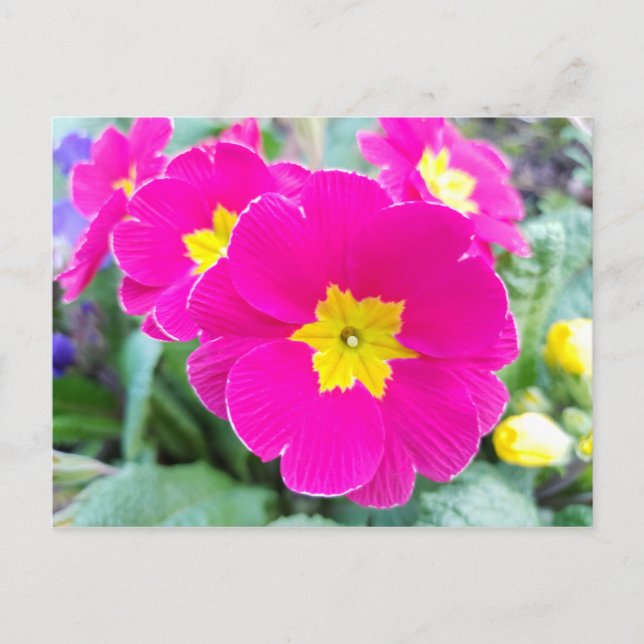 Pink Pansies in the Park Postcard (Front)