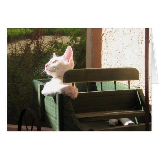 Pink Panther Rides Again Cards (Front Horizontal)