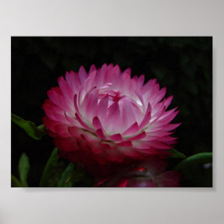 Pink Paper Daisy Canvas Print