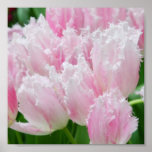 Pink Parrot Tulips Poster