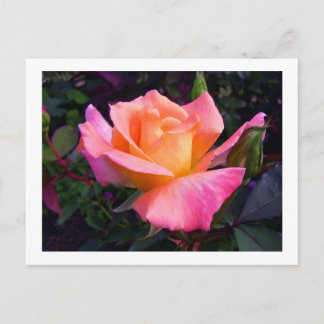Pink Peach and Yellow Rose postcard