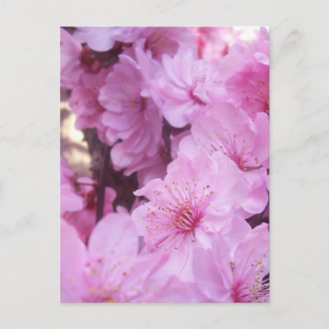 Pink Peach Blossoms Postcard (Front)