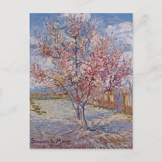 Pink Peach Tree in Blossom (Reminiscence of Mauve) Postcard (Front)